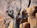 Na (231)